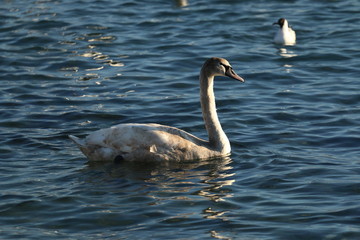 Jeune cygne sur le lac
