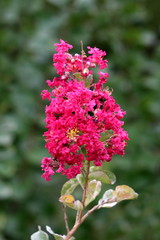 Crepe Myrtle or Lagerstroemia indica or Crape myrtle or Crepeflower deciduous tree plant with single branch full of open blooming dark pink flowers surrounded with leaves and other garden vegetation o