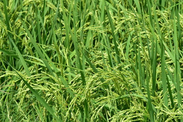 green leafe