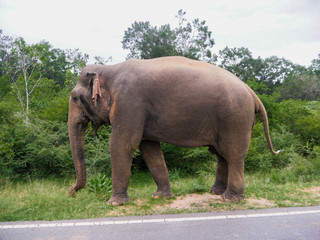 Obraz na płótnie Canvas Elephant on the background of trees.