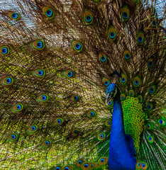 Obraz premium Offset Portrait of Blue Peacock with his Tail Feather in the Background