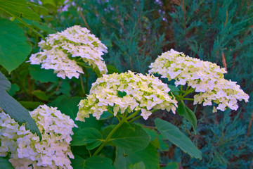 White hydrangea inflorescences on the branches.