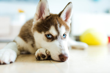 red siberian husky puppy with blue eyes © RiPascual