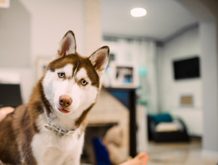 Siberian husky dog ​​with expression of amazement © RiPascual