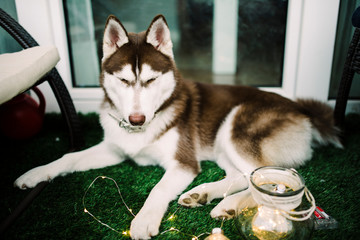 Siberian husky dog ​​lying down to taste © RiPascual