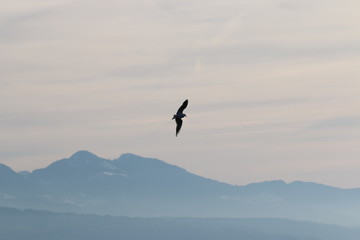 Mouette en vol de travers au dessus du lac
