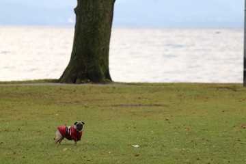 Chien Carlin dans un pré au bord du lac