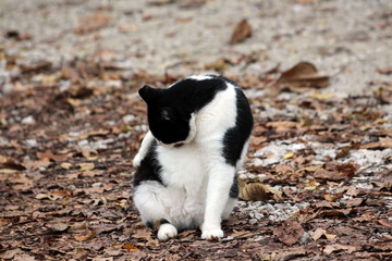 Naklejka na ściany i meble Cute black and white domestic cat sitting and cleaning herself while sitting on gravel forest path covered with dried fallen leaves on warm sunny day