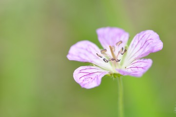 Fototapeta premium カイフウロ