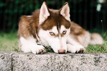 blue eyes red siberian husky