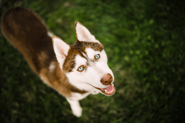 blue eyes red siberian husky © RiPascual