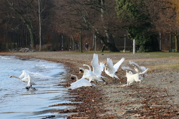 Groupe de Cygnes fuyant un chien