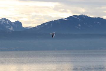 Fototapeta na wymiar Mouette en vol au dessus du lac, ailes basses