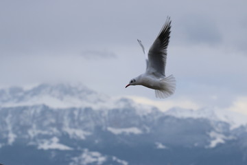 Mouette en chasse