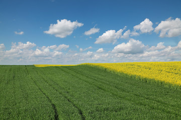 Rapeseed and wheat fields in spring