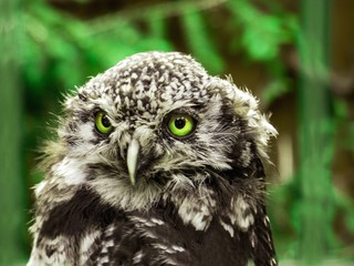great horned owl