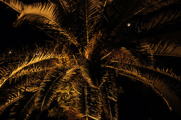 palm tree at low light at night