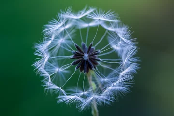 Fototapete dandelion colors © mehmetkrc