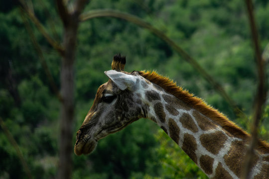 Picture of a giraffe from a side walking around