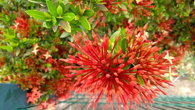 Flor