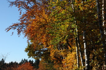 Herbst, Landstraße herbstlich mit fallendem Laub