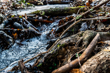 exploring the woods and stream chasing 