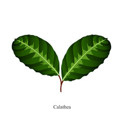 Isolated hand-drawn green leaves calathea