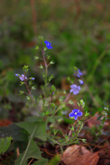 little blue flowers