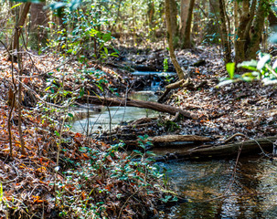 Fototapeta na wymiar exploring the woods and stream chasing 