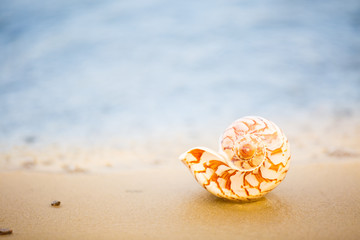 Fototapeta na wymiar sea shell on the beach. Decorative composition in marine style. Sea vacation