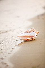 Obraz na płótnie Canvas sea shell on the beach. Decorative composition in marine style. Sea vacation