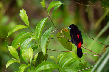 Scarlet-rumped Tanager - Ramphocelus passerinii medium-sized passerine bird. This tanager is a resident breeder in the Caribbean lowlands