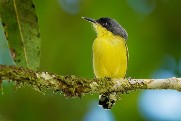Common Tody-flycatcher - Todirostrum cinereum  very small passerine bird in the tyrant flycatcher family