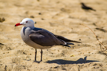 A wild Heerman's Gull on the beach near Seaside, California, USA