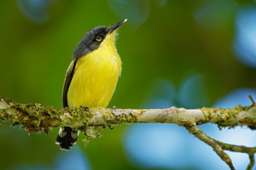 Common Tody-flycatcher - Todirostrum cinereum  very small passerine bird in the tyrant flycatcher...