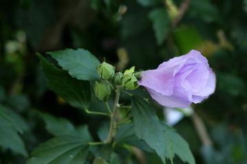 Hibiscus syriacus or Rose of Sharon or Syrian ketmia or Rose mallow or St Josephs rod flowering...