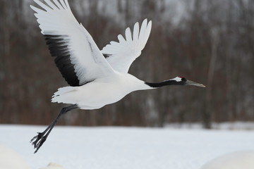 Red-crowned crane taking off in Kushiro city, Hokkaido, Japan