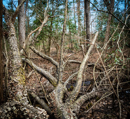 exploring the woods and stream chasing 