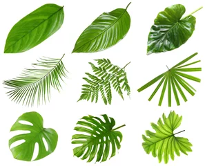 Fotobehang Tropische bladeren Set van verschillende verse tropische bladeren op witte achtergrond