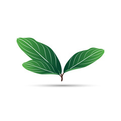 Tropical isolated green leaf. Vector element for design.