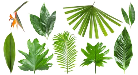Stof per meter Tropische bladeren Set of different fresh tropical leaves and flower on white background
