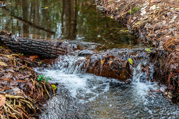 A stroll through thee woods