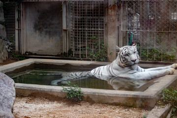 ホワイトタイガー