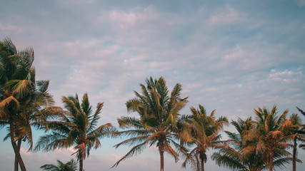 Palm trees in the beach