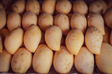 many gold mangoes