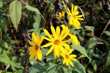 Jerusalem artichoke or Helianthus tuberosus or Sunroot or Sunchoke or Earth apple herbaceous perennial sunflower plant with multiple bright yellow fully open blooming flowers surrounded with dark gree