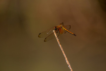 closeup of dragonfly