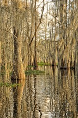 Atchafalaya Basin & Swamp
