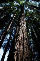 Obraz premium Redwood forest natural trunk with lighting, Warburton, Australia