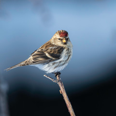 Female Common Redpoll